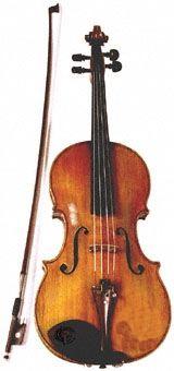 Viola